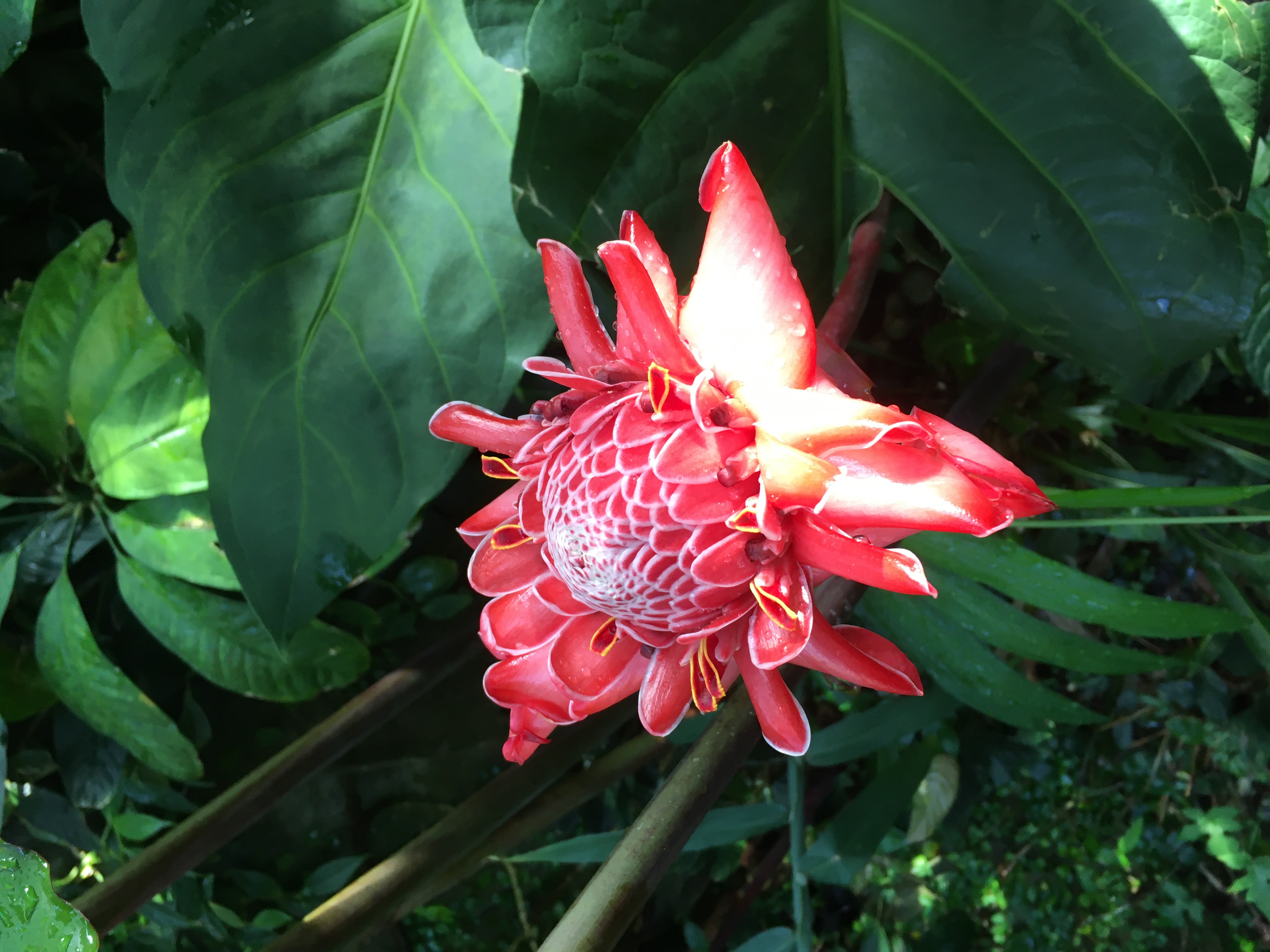 Missouri Botancial Garden