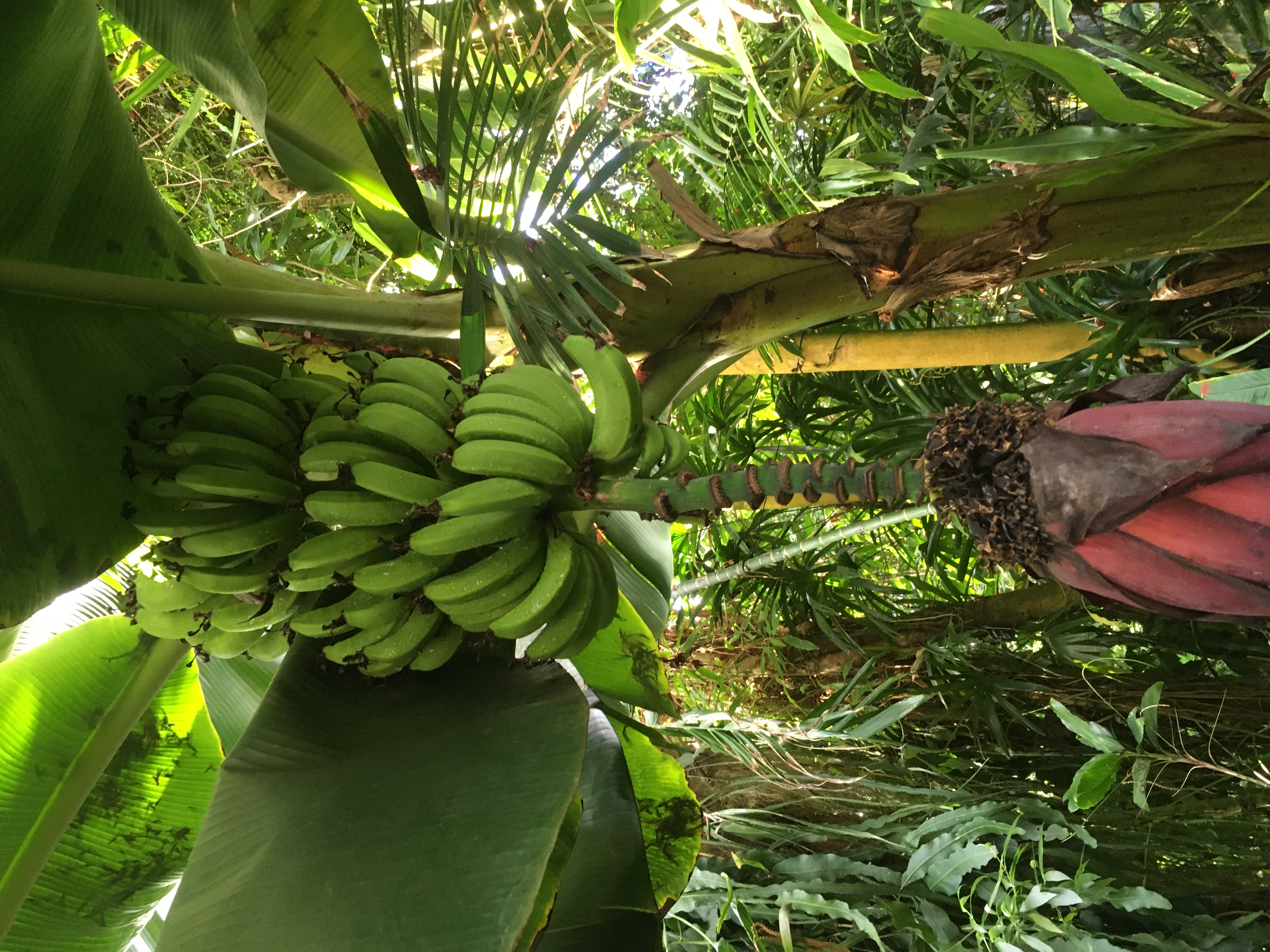 Missouri Botanical Garden