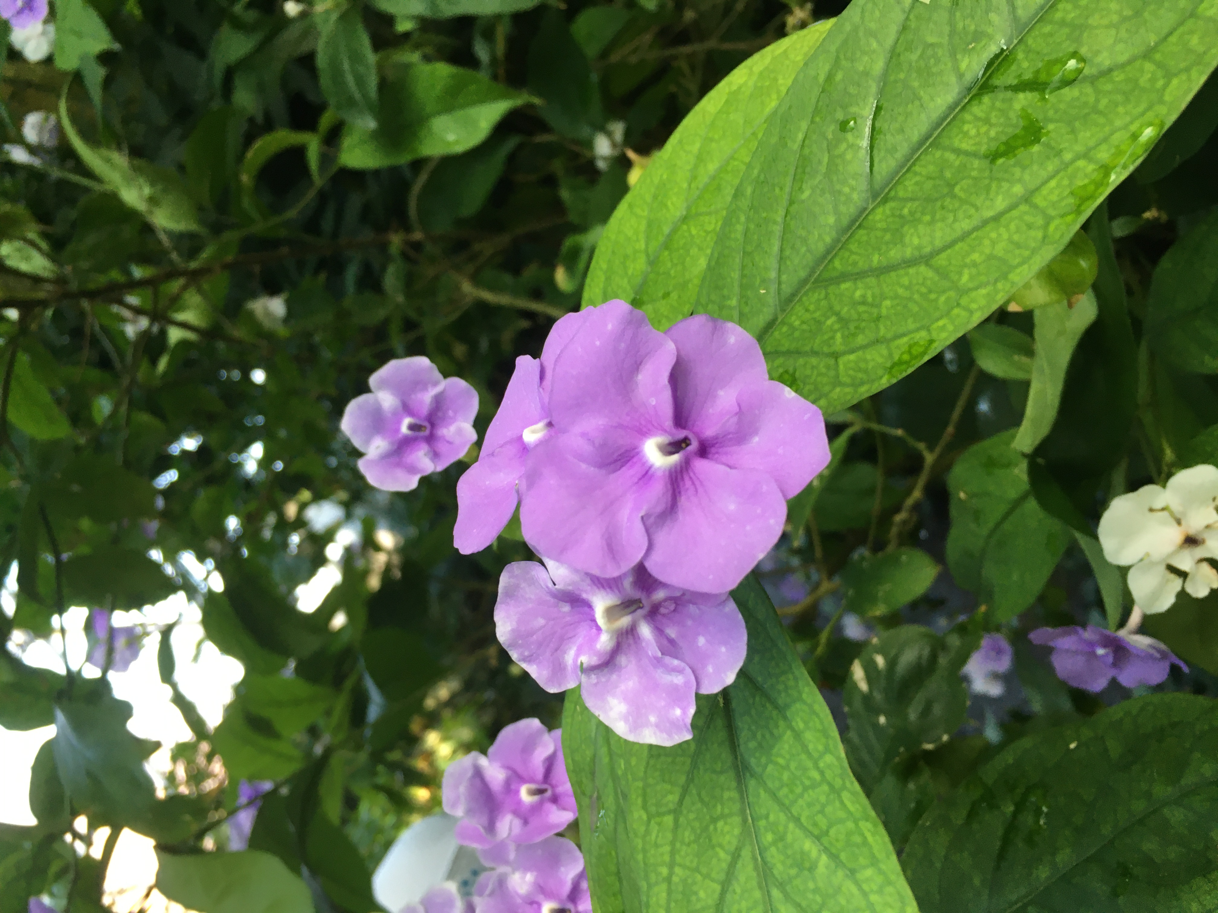 Missouri Botanical Garden