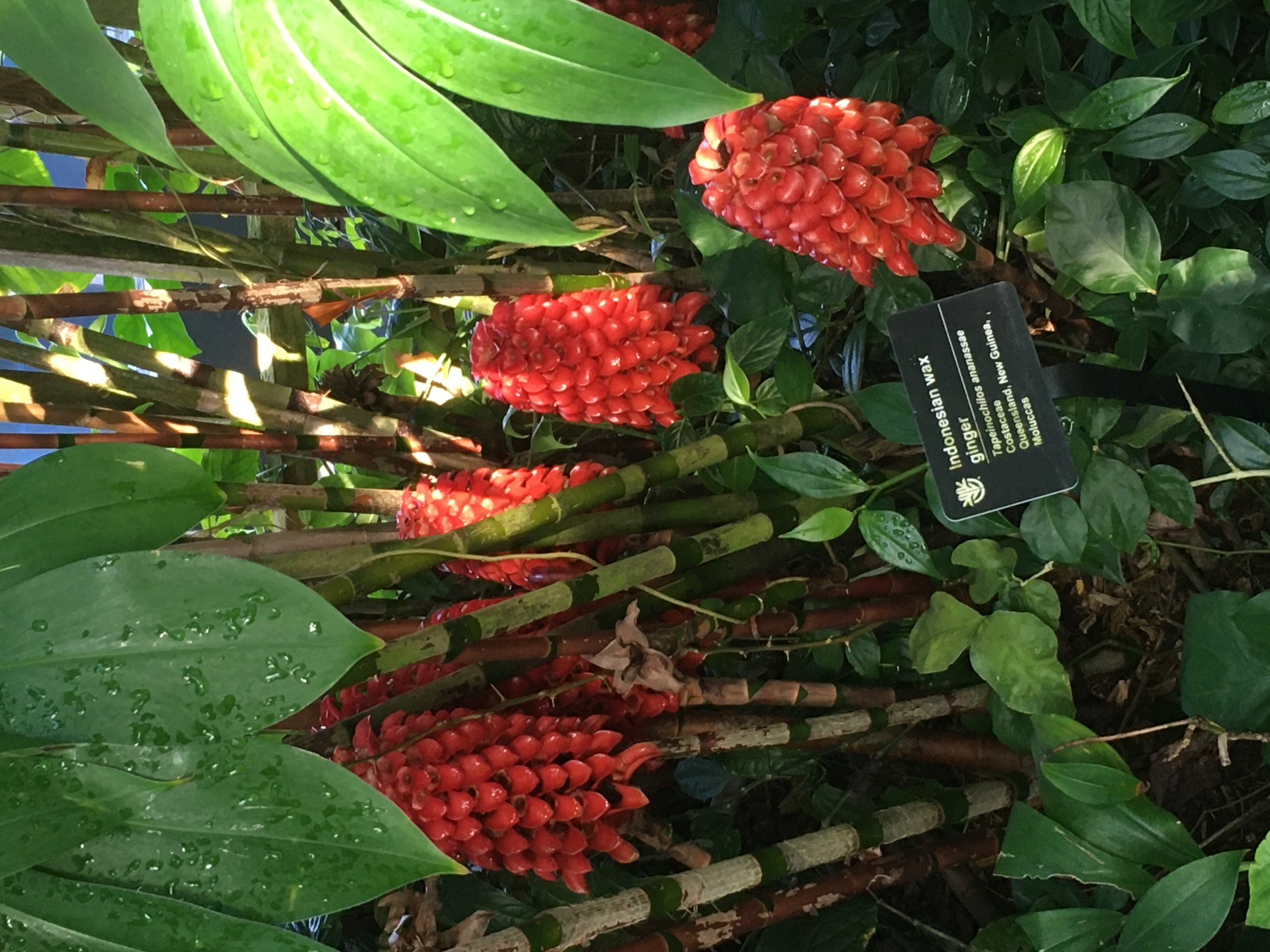 Missouri Botanical Garden