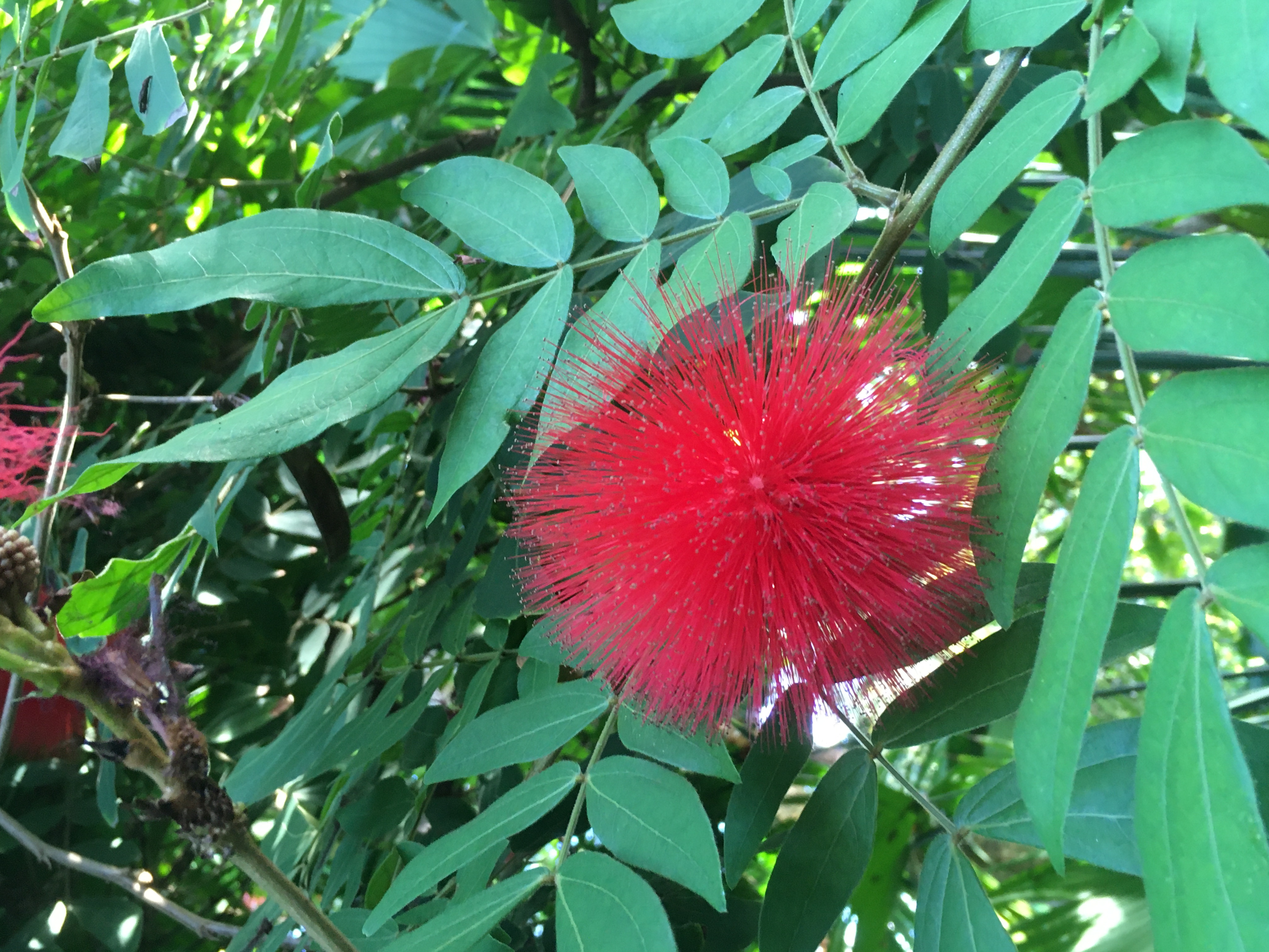 Missouri Botancial Garden