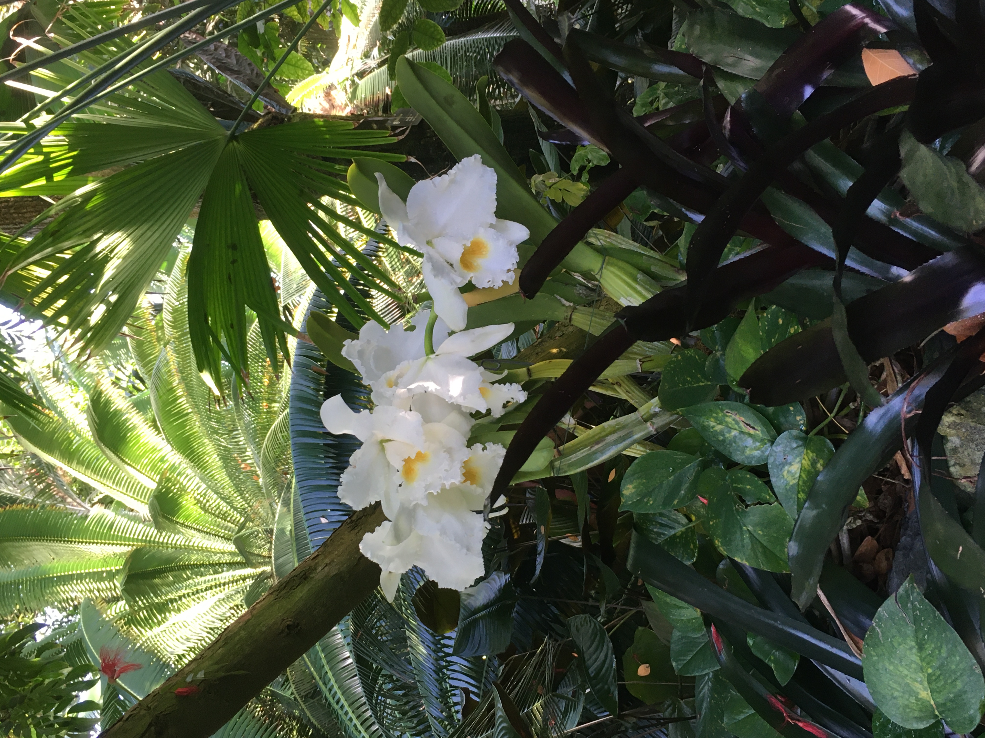 Missouri Botanical Garden