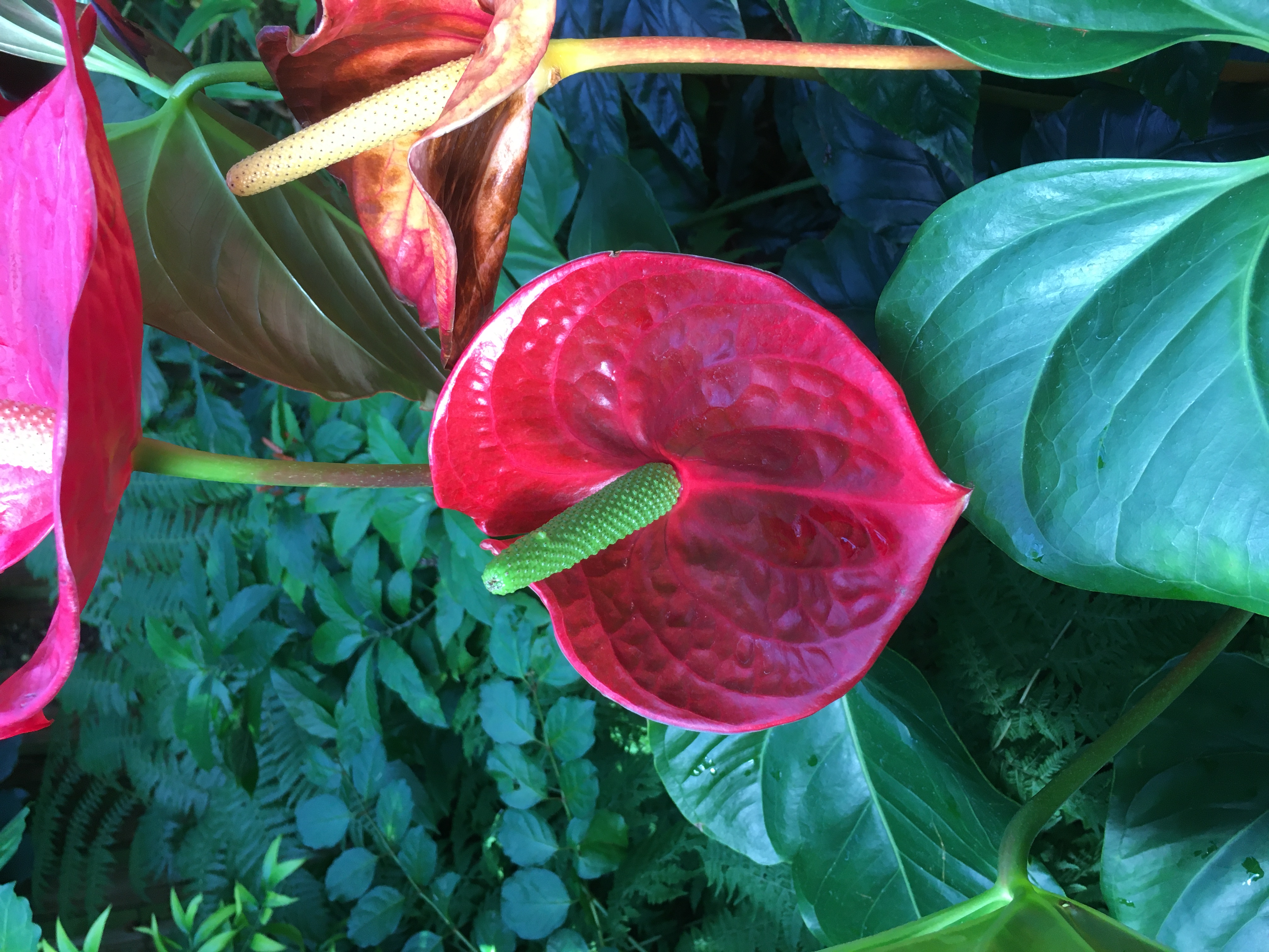 Missouri Botanical Garden