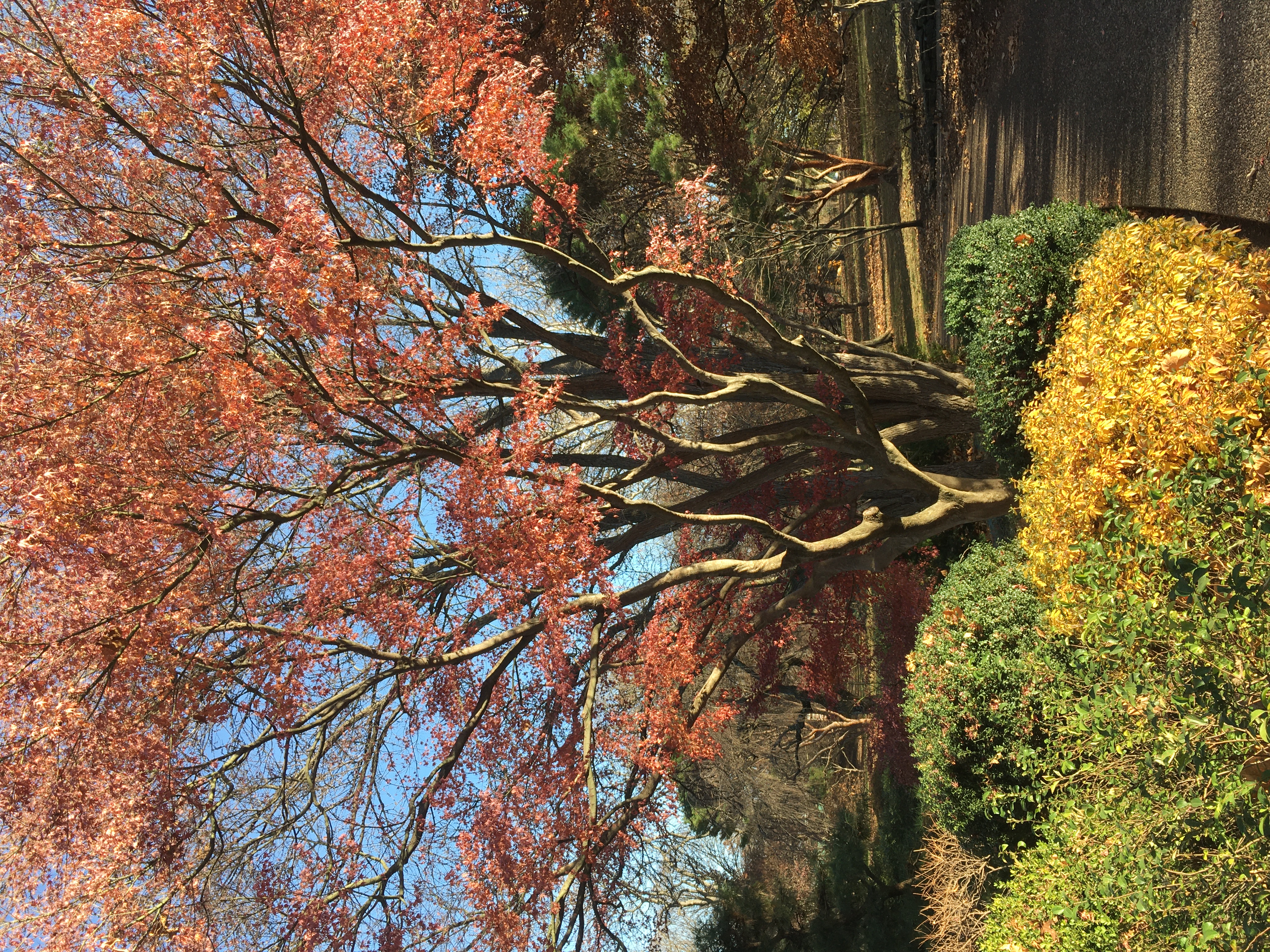 Trip to Missouri Botanical Gardens