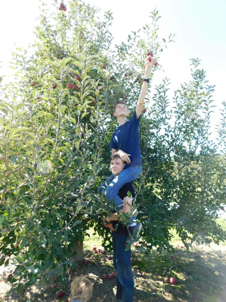 apple orchard