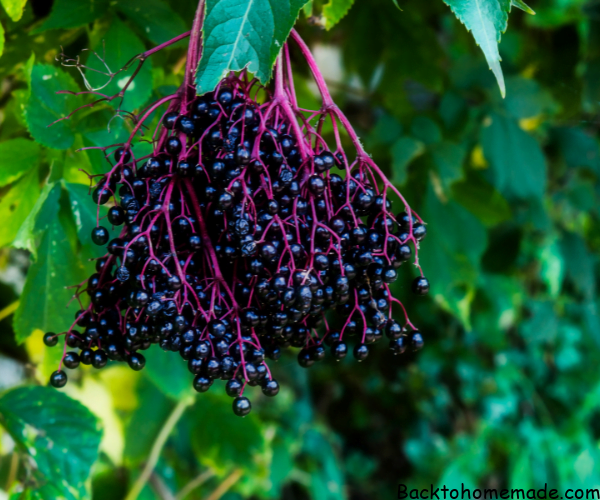Elderberry Syrup Recipe