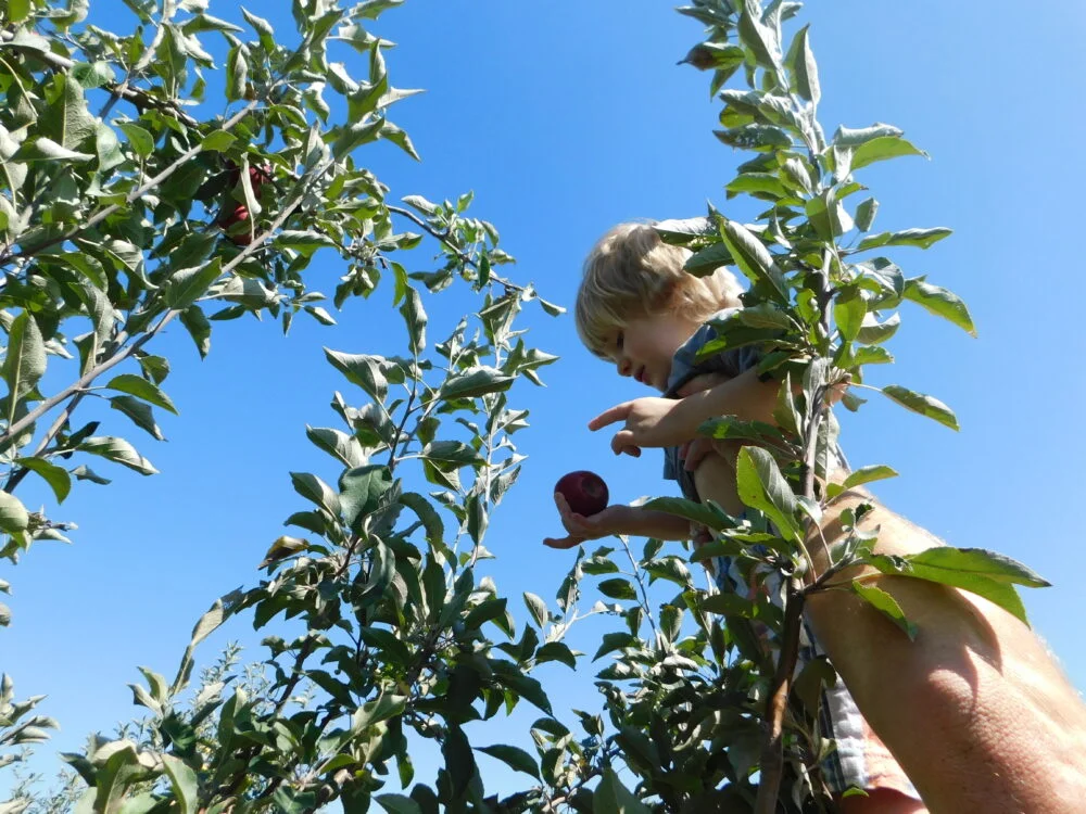 apple festival