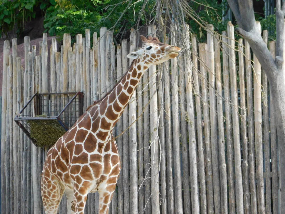 giraffe