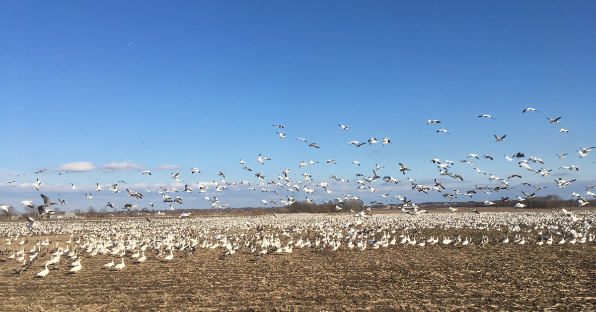 Thankful and Determined