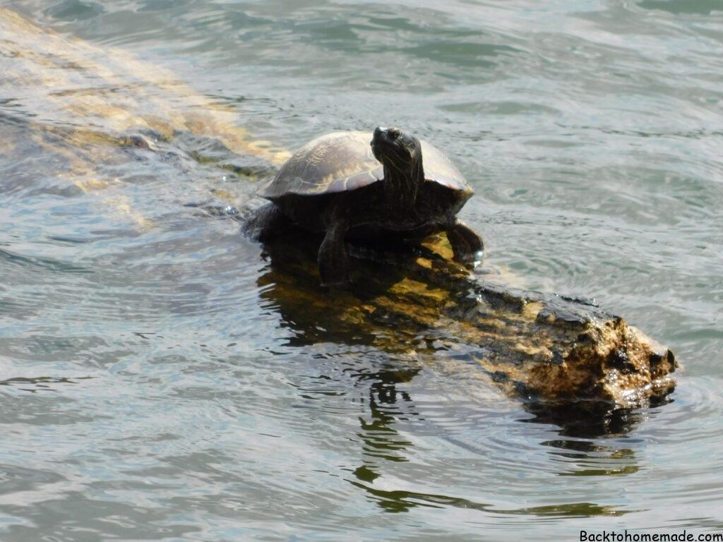 All is Well, Family Update