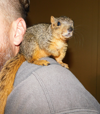 Our Rescue Squirrel, "Tico"
