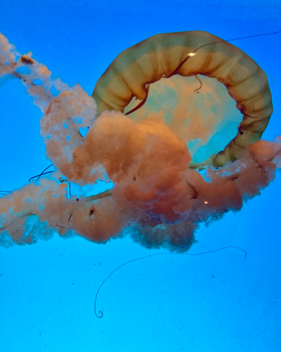 Aquarium
